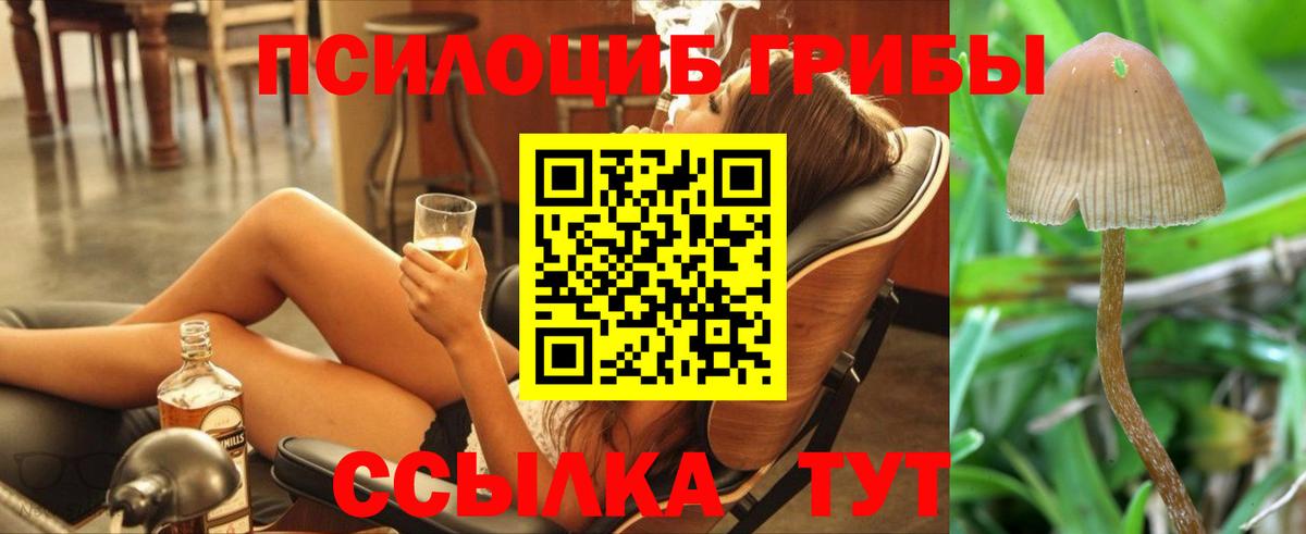 как найти   Чебоксары  Псилоцибиновые грибы Magic Shrooms 